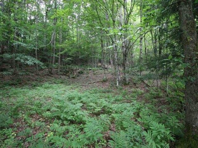 Land for sale in Pittsfield, Vermont