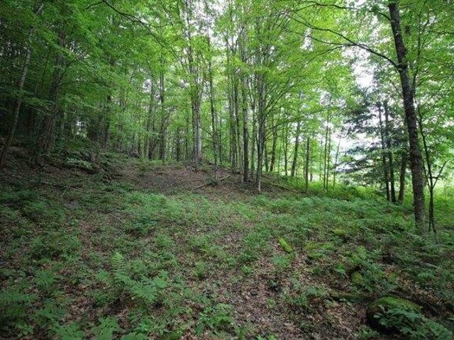 Land for sale in Pittsfield, Vermont