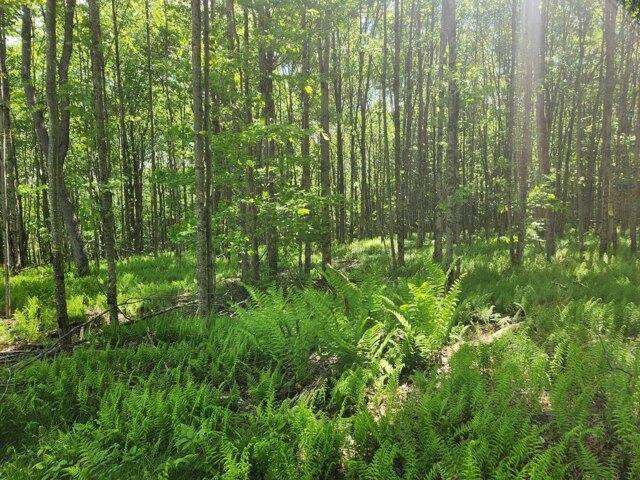 Land for sale in Plymouth, New York