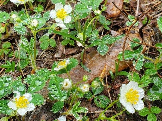 Land for sale in Princeton, Maine