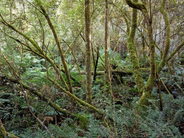 Land for sale in Reedy Marsh, Tasmania