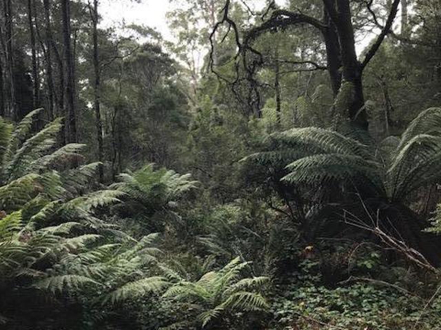 Land for sale in Rosebery, Tasmania
