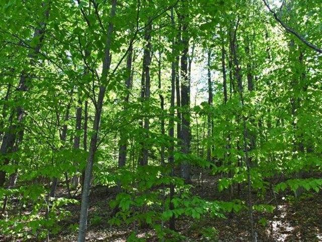 Land for sale in Roxbury, Vermont