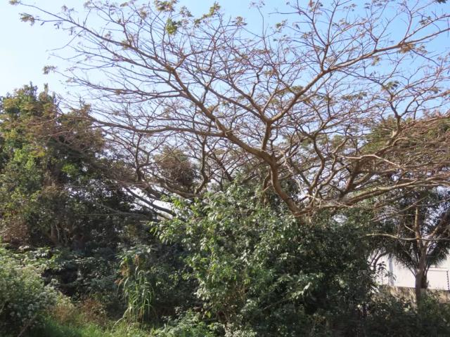 Land for sale in Salt Rock, KwaDukuza Local Municipality