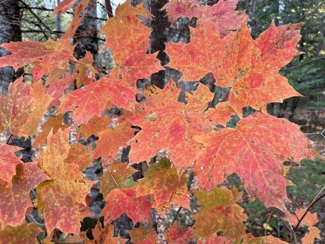 Land for sale in Sangerville, Maine