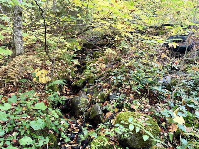 Land for sale in Sheffield, Caledonia County