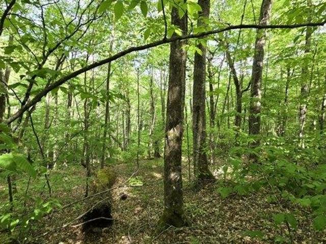 Land for sale in West Virginia