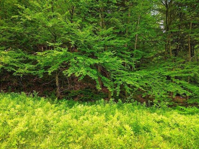 Land for sale in Hardscrabble Corner, Springfield