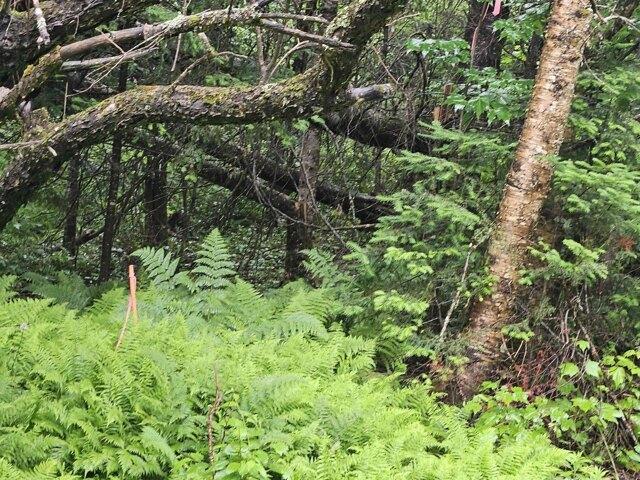 Land for sale in New Hampshire