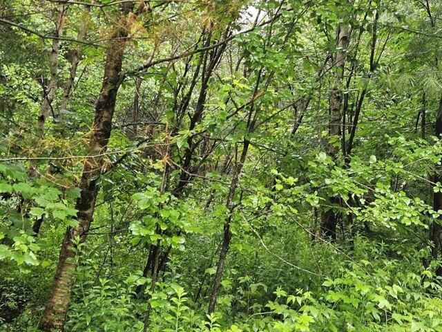 Land for sale in New Hampshire