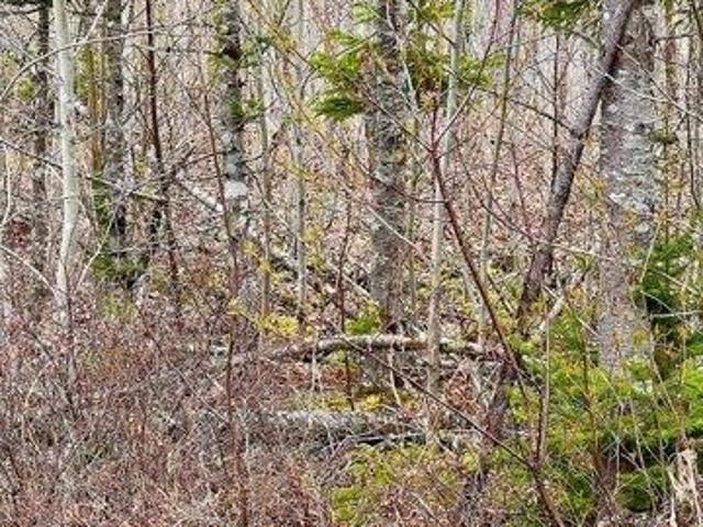 Land for sale in Sullivan, Maine