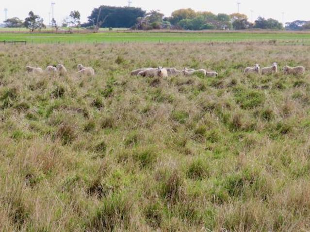 Land for rent in Tantanoola, South Australia
