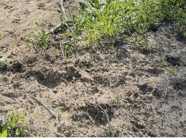Land for sale in Three Oaks, Michigan
