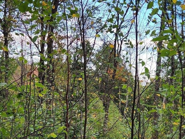 Land for sale in New Hampshire