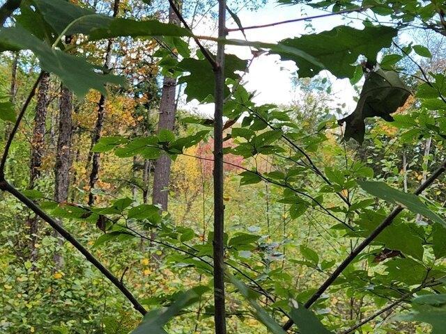 Land for sale in New Hampshire