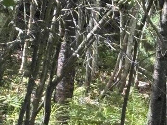 Land for sale in East Waterboro, Maine