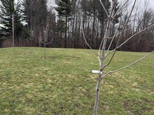 Land for sale in Westfield, Vermont
