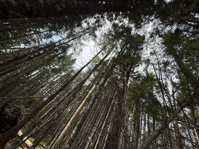 Land for sale in Whiting, Maine