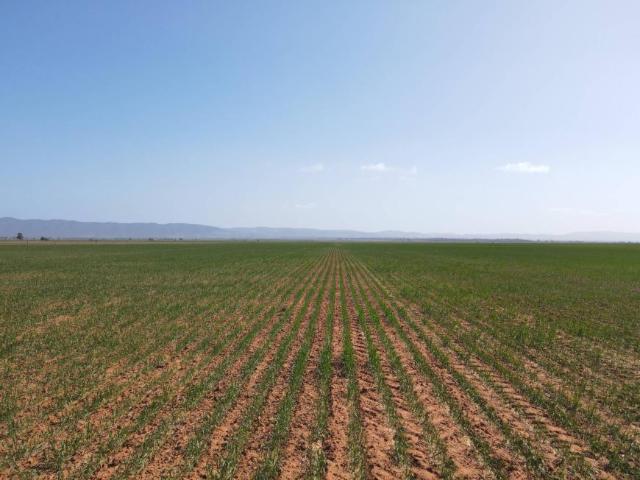 Land for sale in Willowie, South Australia