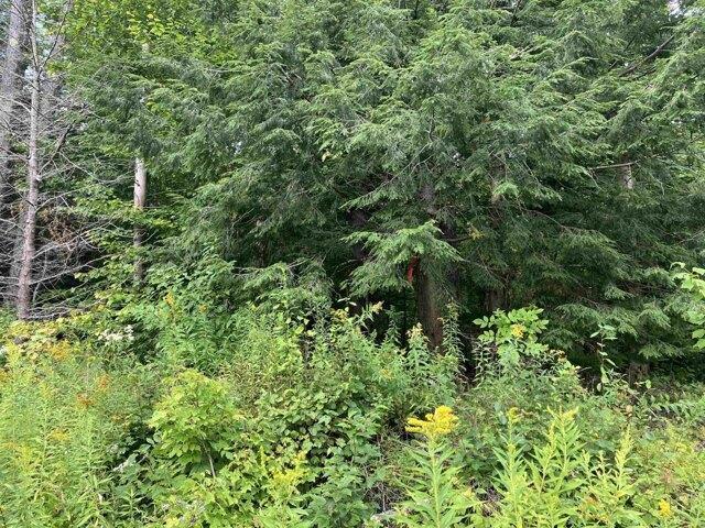Land for sale in Wilmington, Vermont