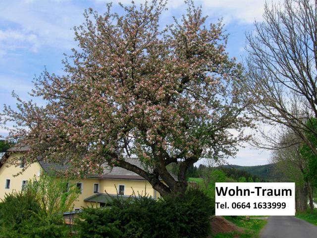 Haus kaufen in Bad Leonfelden, Oberösterreich