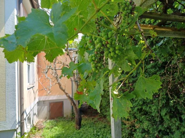 Haus kaufen in Lafnitz