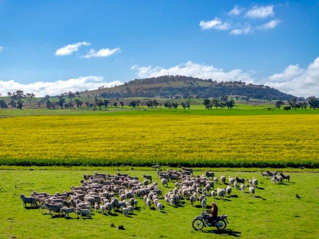 Cottage for sale in Bodangora, New South Wales