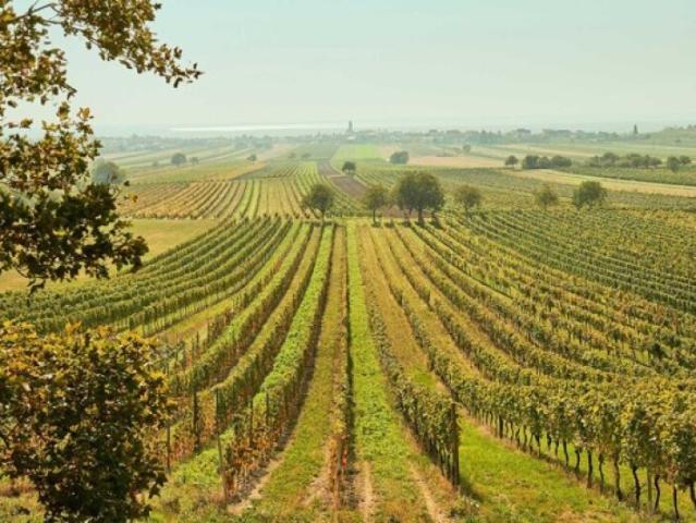 Landwirtschaft kaufen in Jois, Bezirk Neusiedl am See