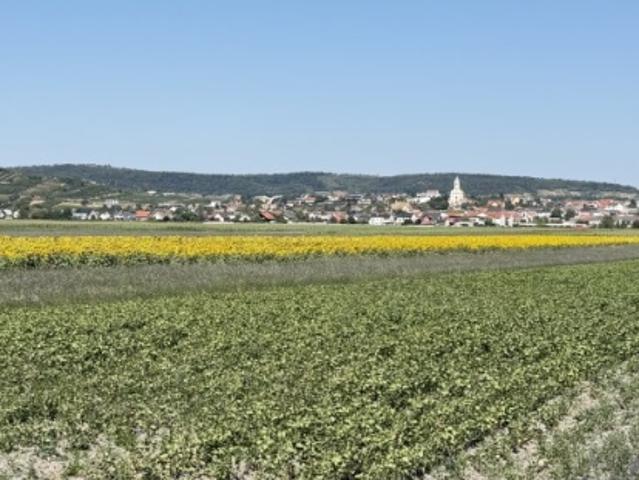 Landwirtschaft kaufen in Jois, Burgenland
