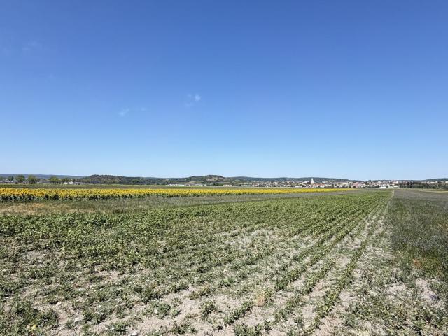 Grundstück kaufen in Jois, Burgenland