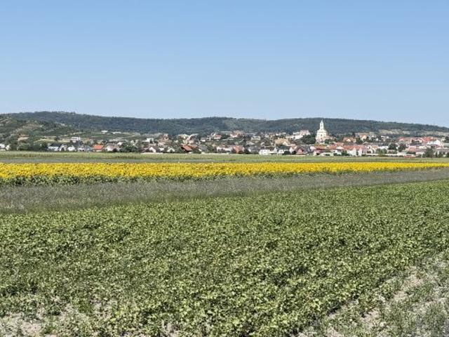 Landwirtschaft kaufen in Jois, Burgenland