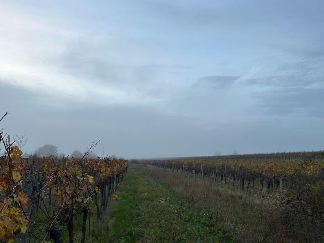 Grundstück mieten in Mörbisch am See, Burgenland