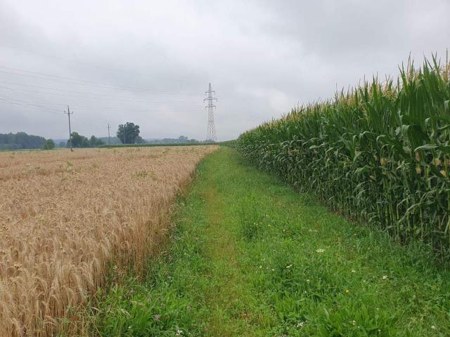 Gewerbe kaufen in Haselbach, Braunau am Inn