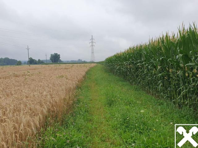 Grundstück kaufen in Schalchen, Oberösterreich