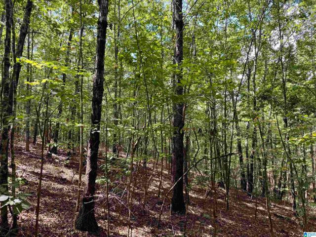 Land for sale in Wedowee, Randolph County