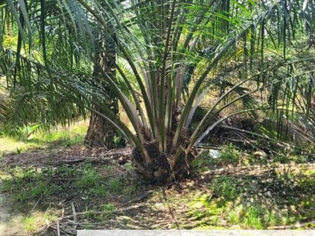 Shop for sale in Perak, Gajah