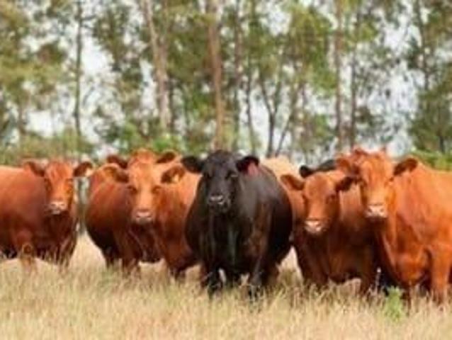 Sítio e chácara venda em Região Geográfica Imediata de Curitiba, Região Metropolitana de Curitiba