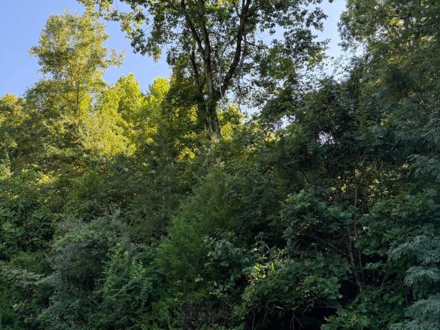 Land for sale in Tennessee