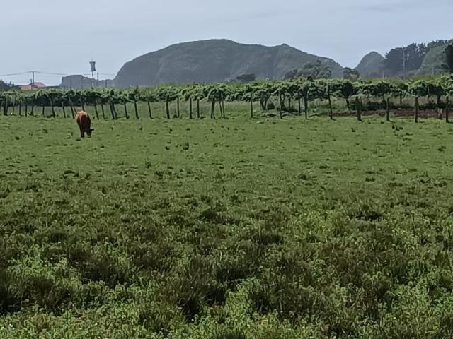 Terreno en venta en Ñuble