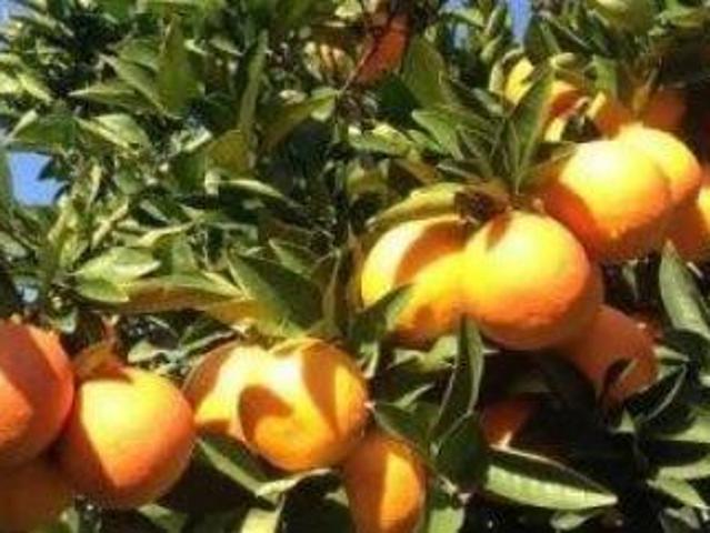 Terreno in vendita a Campofelice Di Roccella, Sicilia
