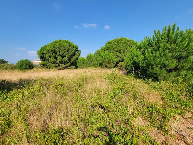 Terrain vente à Céret, Latour-bas-elne
