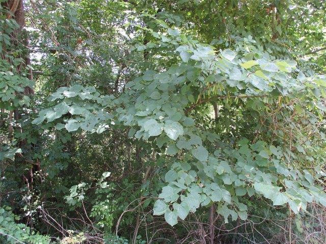 Land for sale in Edgewood, Texas