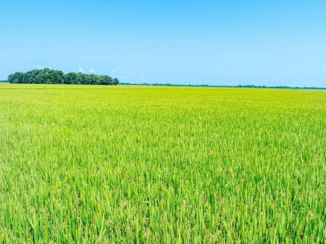 Land for sale in Alicia, Lawrence County