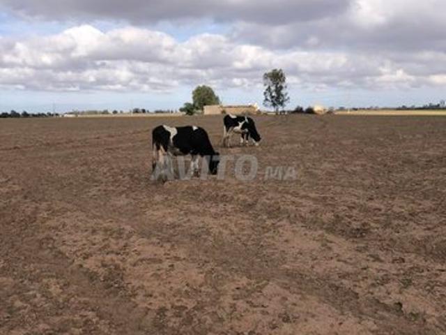 Propriété vente à El Ma, Gharb-Chrarda-Beni Hssen
