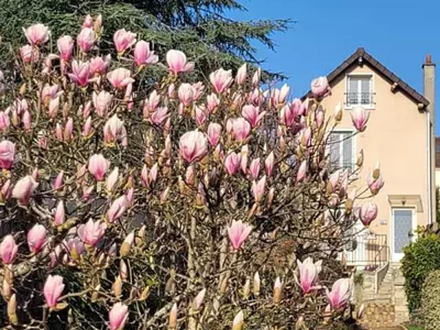 Maison vente à Saint-Germain-en-Laye, Le Mesnil-le-roi