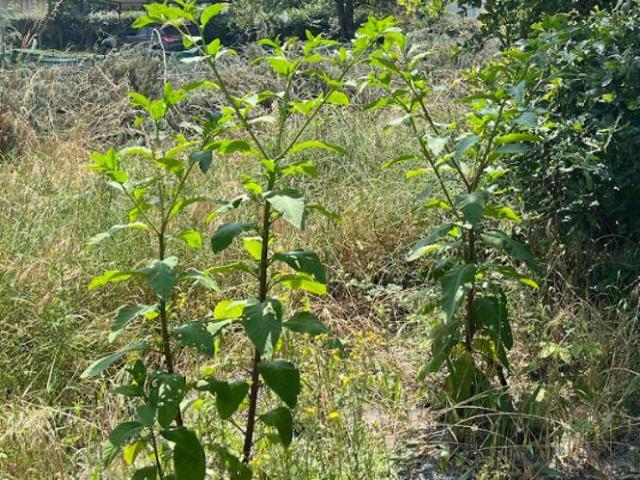 Terrain vente à Le Teich, Gironde