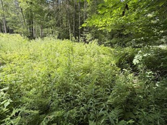 Land for sale in New Hampshire