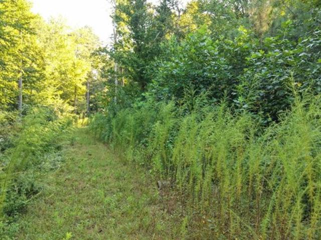 Land for sale in Denton, Caroline County
