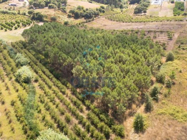 Terreno venda em Bombarral, Leiria