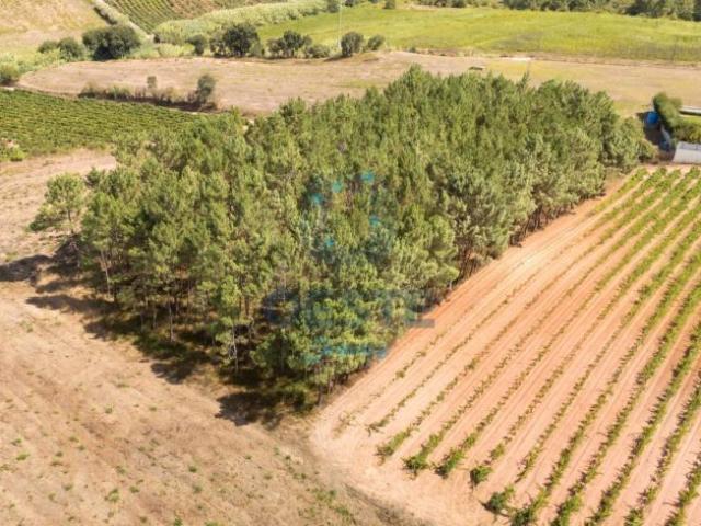 Terreno venda em Estorninho, Bombarral